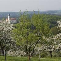 Lallinger Kirche mit Blütenbäumen