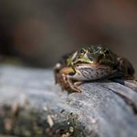 Teichfrosch