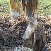 Angenagter_Biberbaum.png