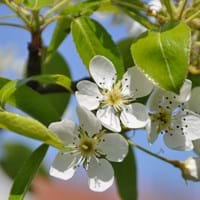 Obstblüte im Lallinger Winkel