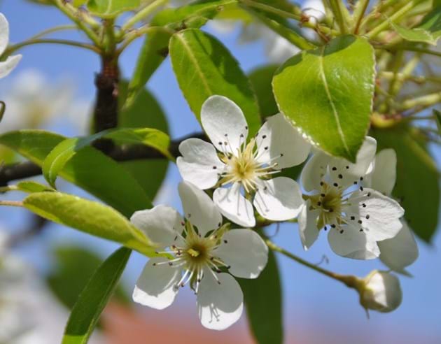 Apfelblüte im Lallinger Winkel © Rebekka Honecker HSWT