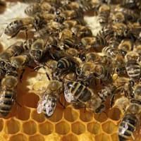 Bienen.jpg