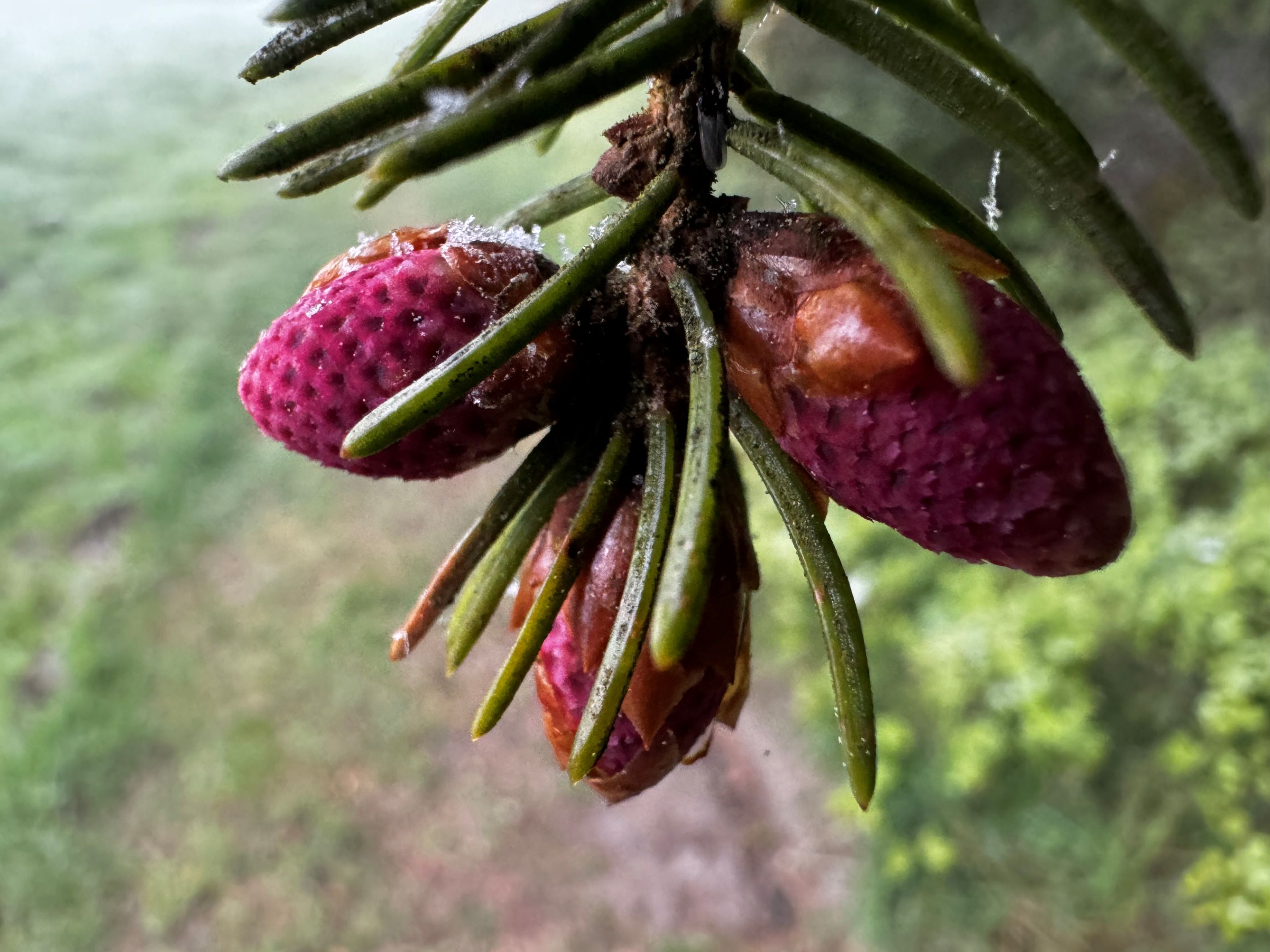 Der Frühling im Bernrieder Winkel - Naturpark-Exkursion im Vorwald