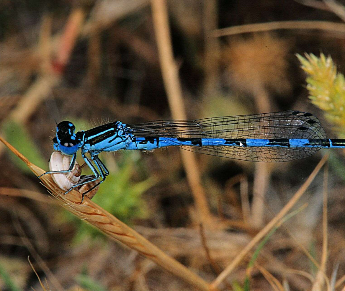 Männchen der Helm-Azurjungfer (Coenagrion mercuriale).  Foto: Wolfgang Willner