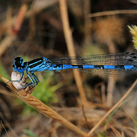 Männchen der Helm-Azurjungfer (Coenagrion mercuriale).  Foto: Wolfgang Willner