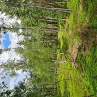 Unterwegs im Heide Kiefernwald (Bildautor: Naturpark Bayerischer Wald)