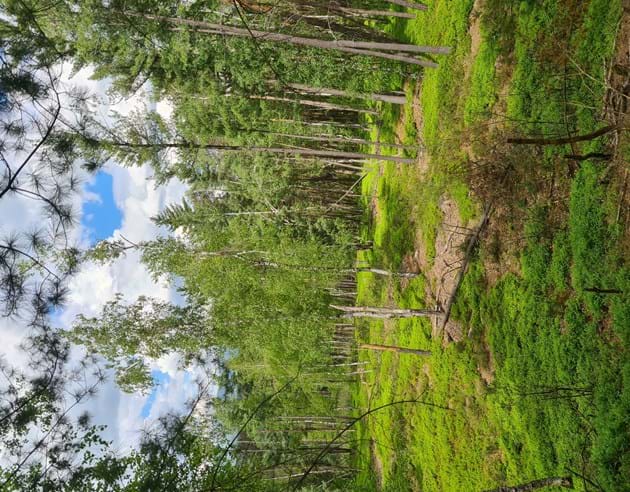 Unterwegs im Heide Kiefernwald (Bildautor: Naturpark Bayerischer Wald)