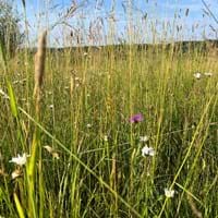 Naturoase Wiese (Bildautor: Naturpark Bayerischer Wald)